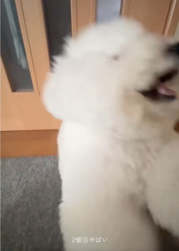 激しくおてをする犬