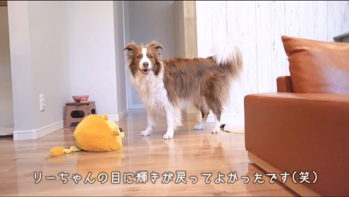 ぬいぐるみを見て笑顔になる犬