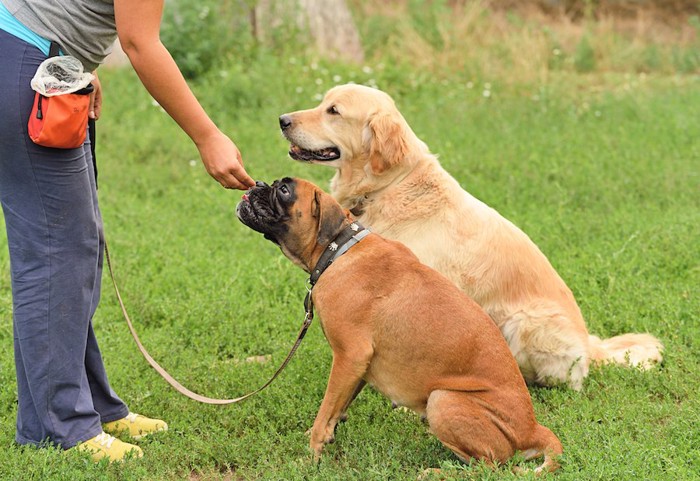 訓練中のゴールデンとボクサー犬