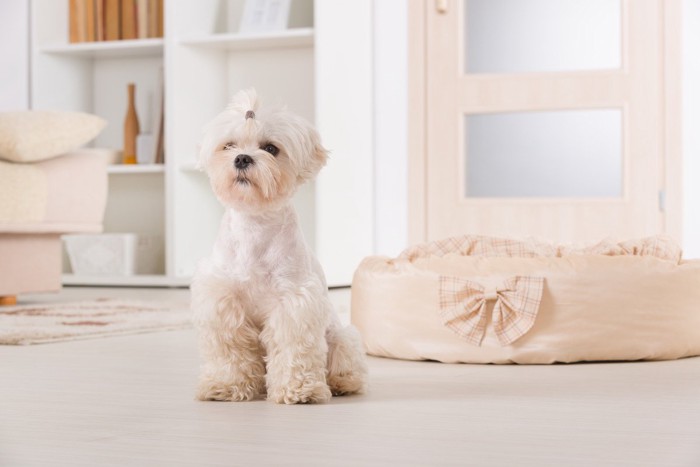 新しいベッドを使わない犬