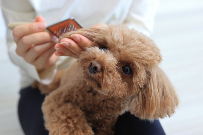 ブラッシングされている犬