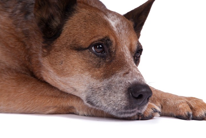 眉が垂れさがる犬