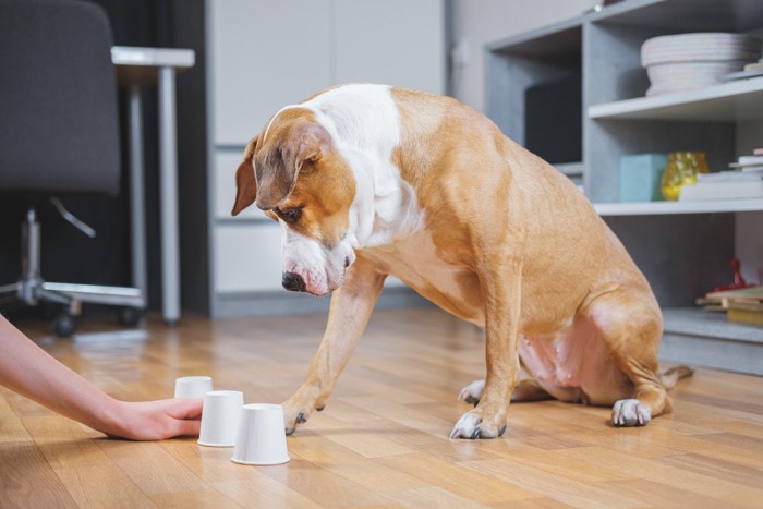 紙コップで遊ぶ茶白の犬