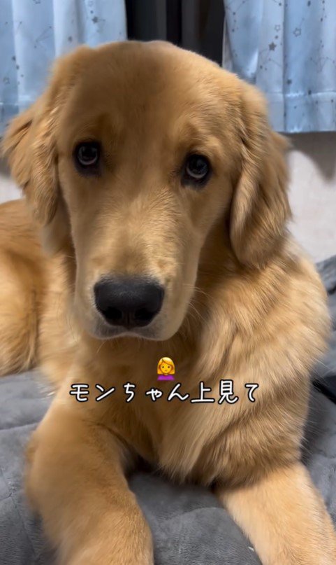 上を向いてほしい飼い主さんVSモンガータくん