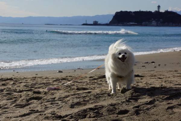 浜辺の犬