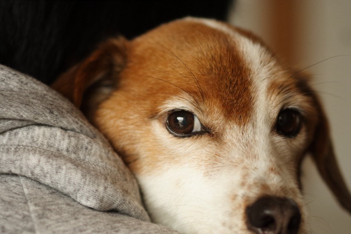 甘える犬