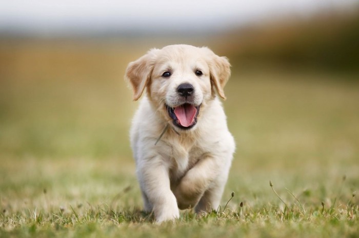 外で遊ぶ子犬