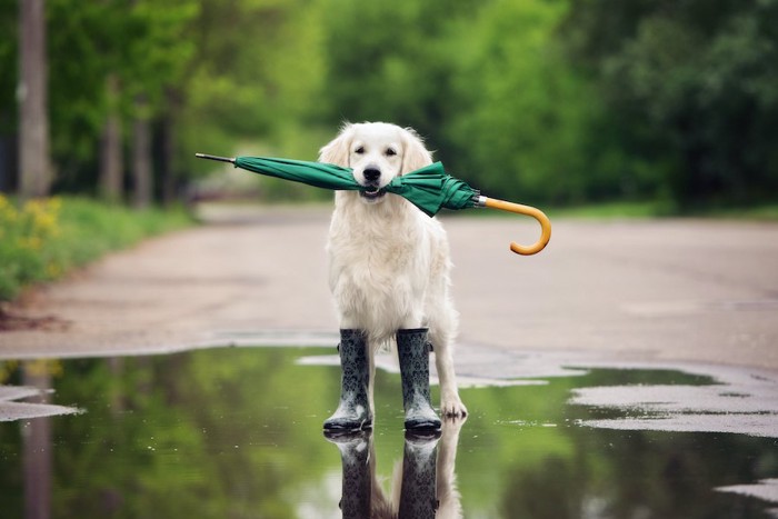 水溜りに立って傘をくわえる犬