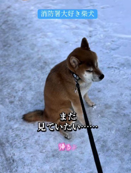「まだ帰りたくない」