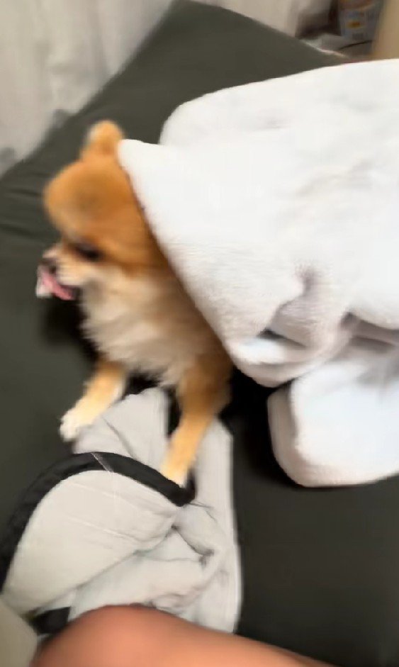 おしゃぶりを咥えてる…！