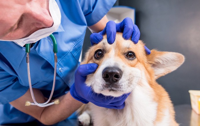 病院で目を見られる犬