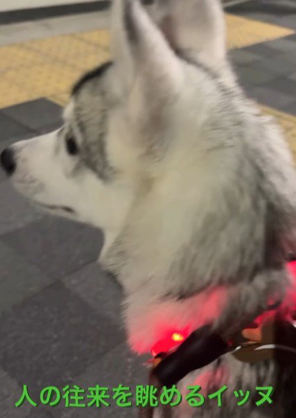 人の往来にも興味津々♪