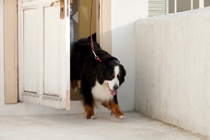 散歩に出かける犬