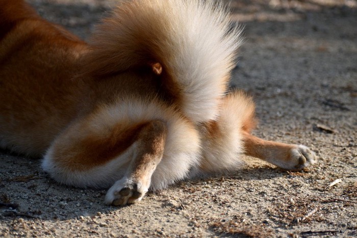 柴犬のお尻