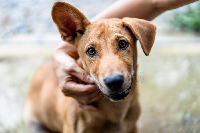 体に触られている茶色い犬