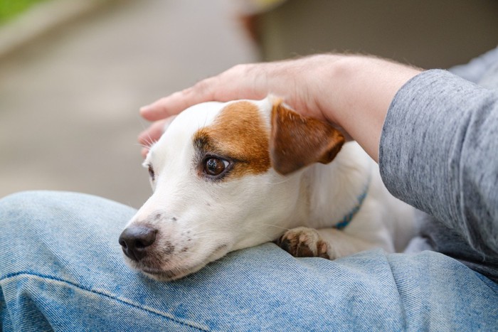 犬の頭を撫でる