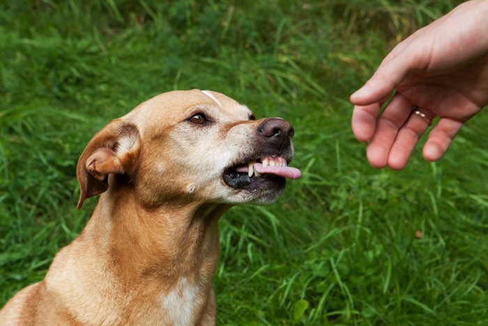 牙を向く犬と人の手