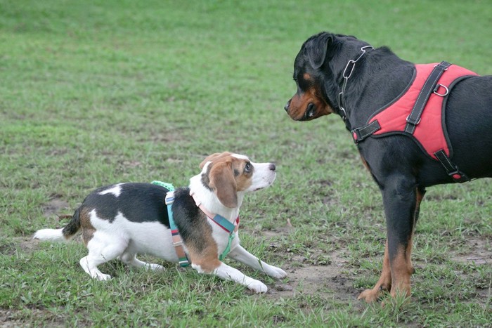 ケージの中からジッと見ている犬