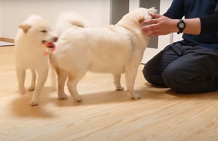 顔を撫でられれる犬とオモチャを咥えた犬