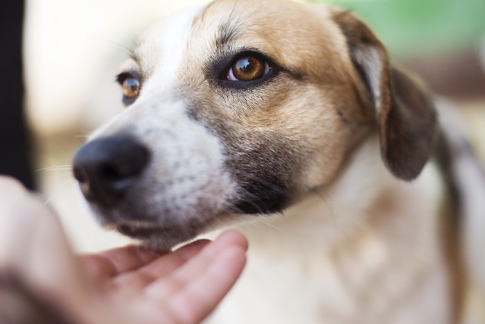 犬のマズルを触ろうとする人の手
