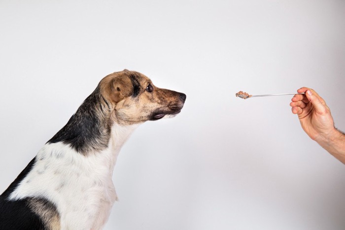 スプーンでおやつを与えられる犬