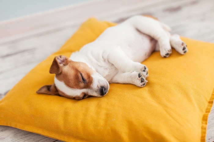 クッションで眠る子犬