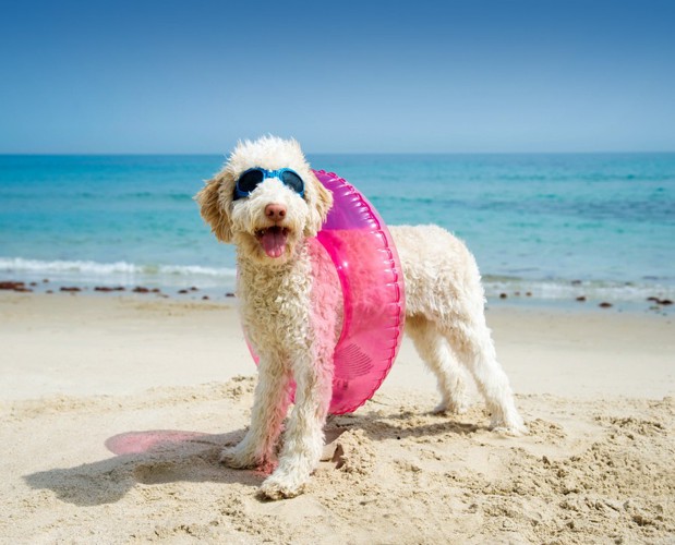 浮き輪とゴーグルをつけた犬