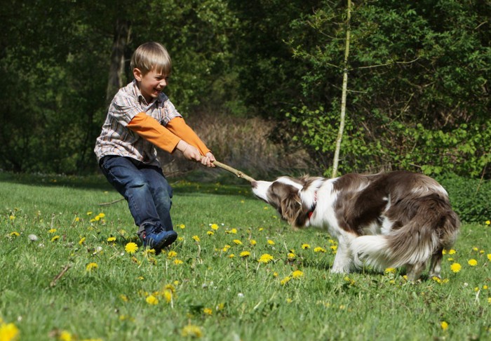 木の枝を引っ張り合う犬と男の子