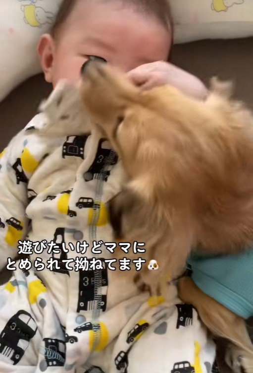 赤ちゃんと遊びたいサニーちゃん8