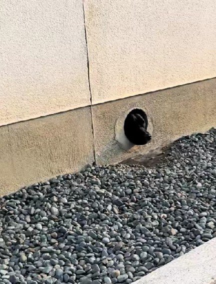 カラバリがあるみたい…♪