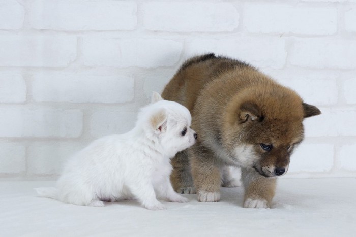 寄り添うチワワと柴犬のパピー