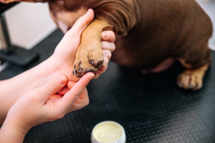 肉球にクリームを塗る犬