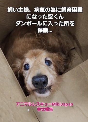 ダンボールの中から顔をのぞかせる犬