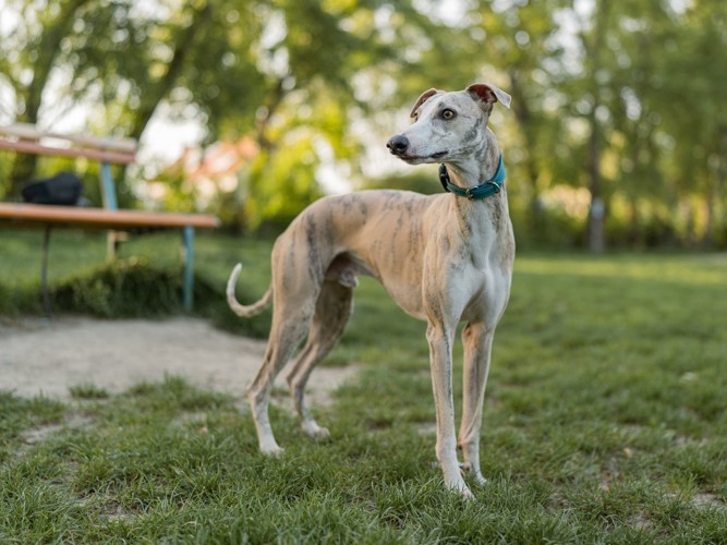 芝生の上に立って遠くを見つめるウィペット