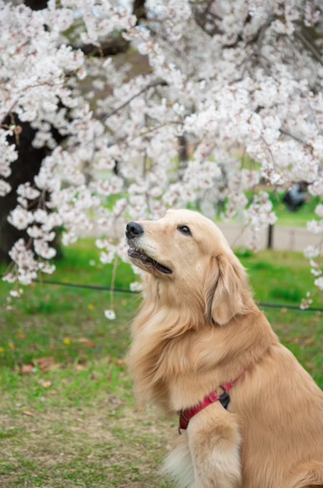 桜を見上げる大型犬