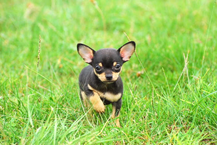 原っぱの中を歩くブラックタンのチワワの子犬