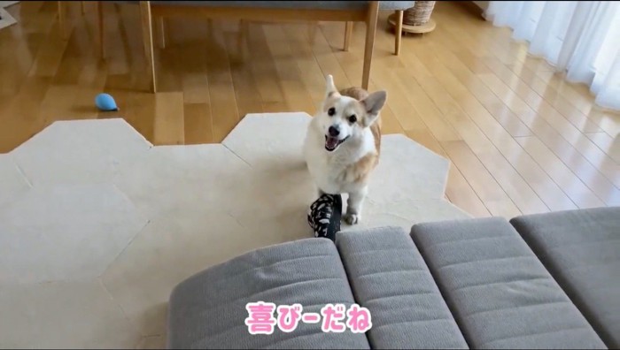 咥えていたスリッパを放して、カメラに笑顔を向ける犬