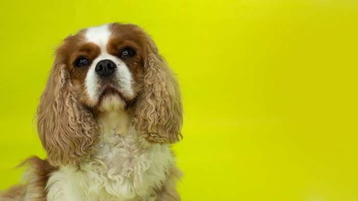 目ヤニを取るのを嫌がる犬