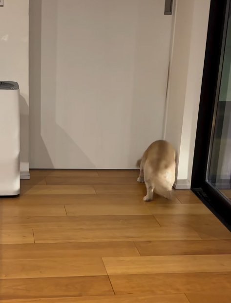 ドアの前で家族を待つ小型犬