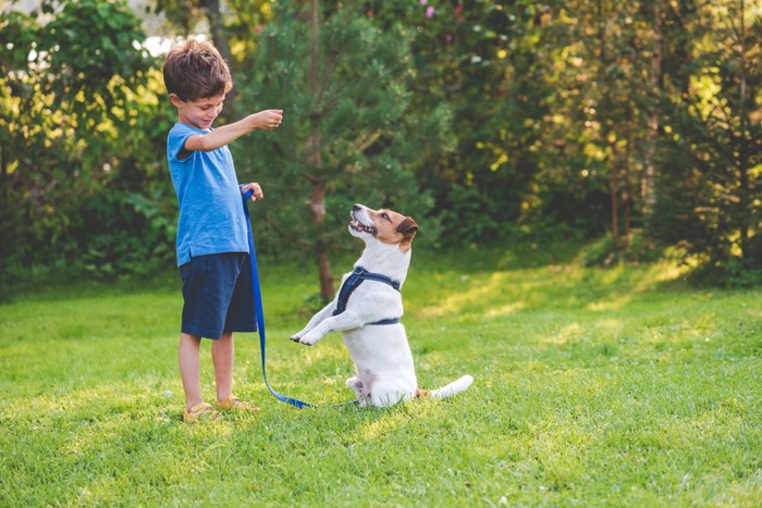 トレーニング中の犬