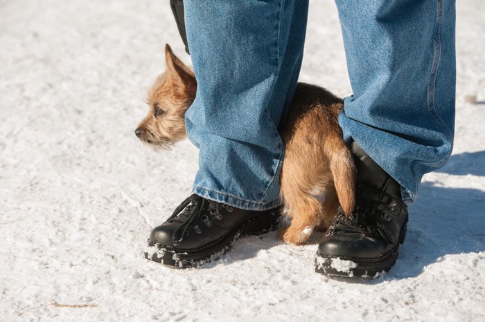 足の間に隠れる子犬