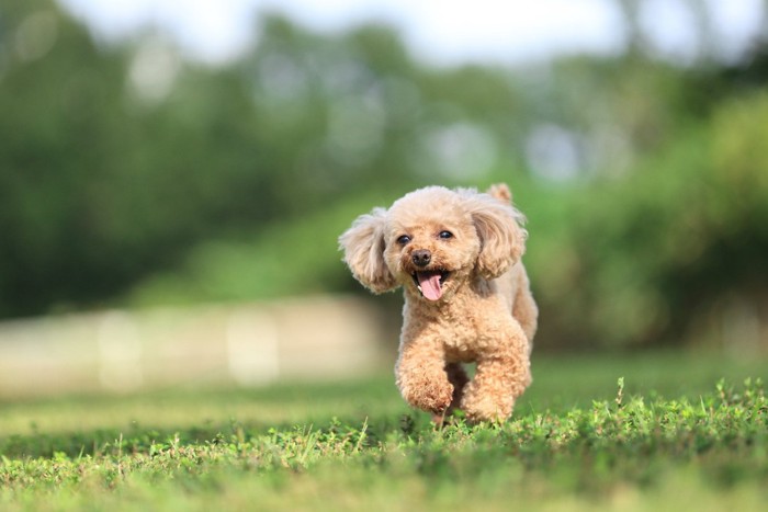 走ってくる犬