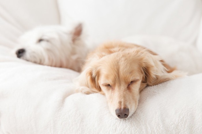 ぐっすり眠っている2頭の犬