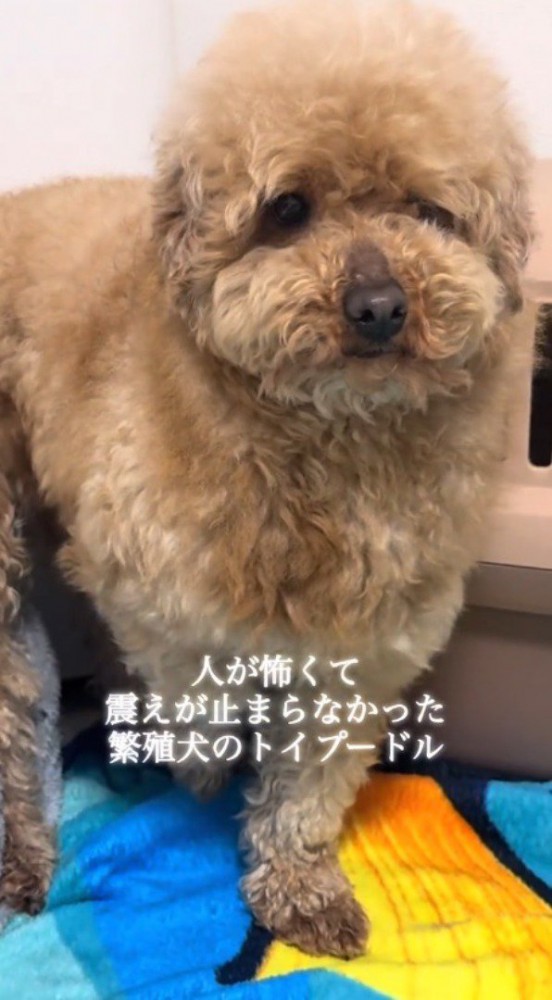 片足をあげて震える犬