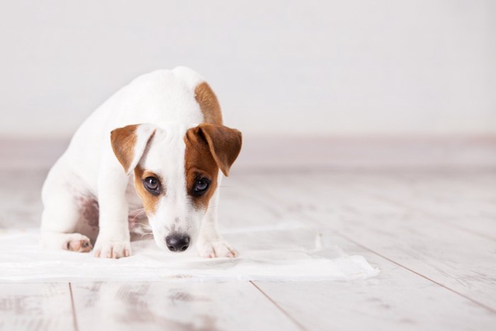 ペットシートの臭いをかぐ犬