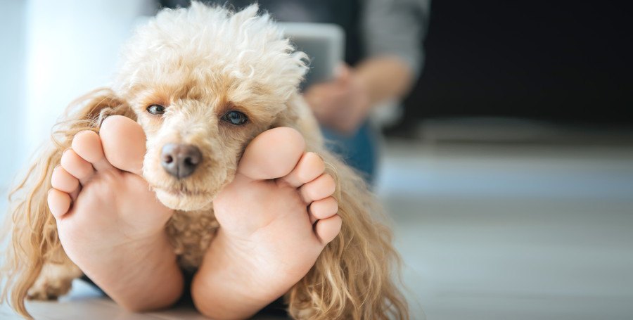 人の足で寝る犬