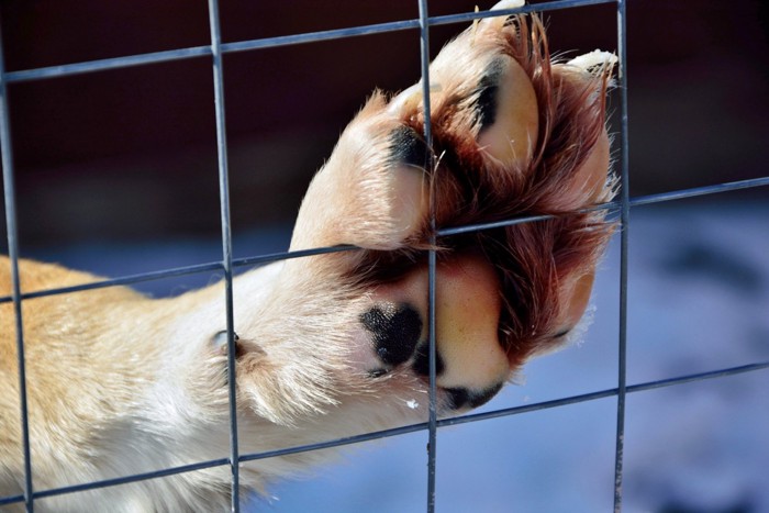 ケージの中の犬の前足