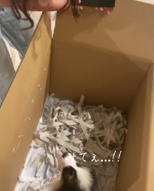 「犬がいる…!」