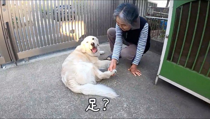 飼い主の手に後ろ足を乗せる犬