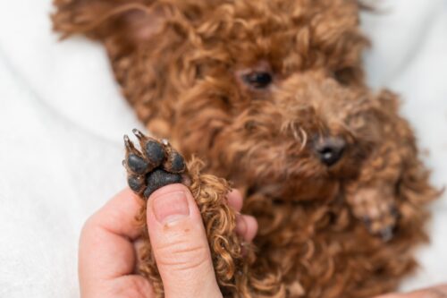 犬の前足